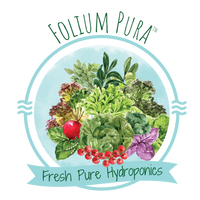 Folium Pura Hydroponics Farm - Ahmedabad, Pesticide-free veggies, leafy greens, fresh herbs home delivery in Ahmedabad